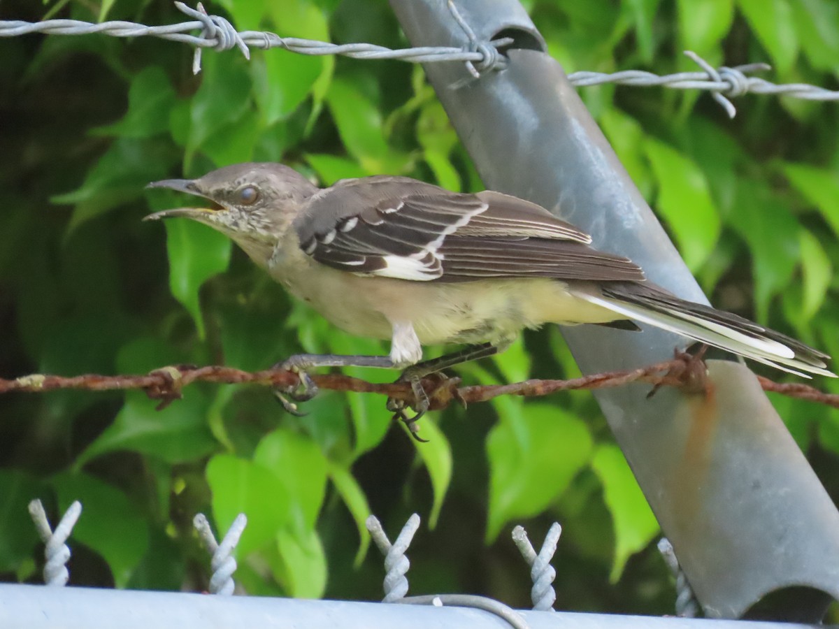 Northern Mockingbird - ML621821203