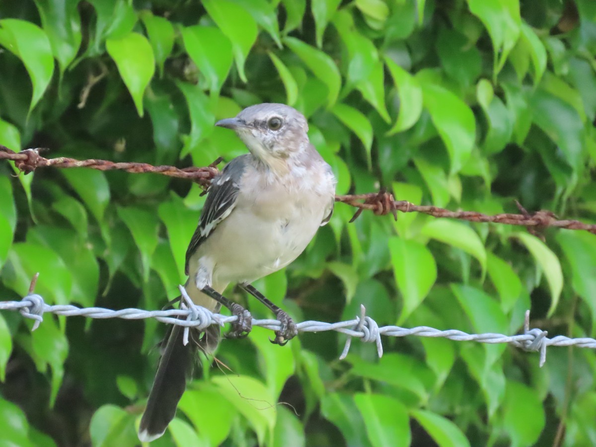 Northern Mockingbird - ML621821204