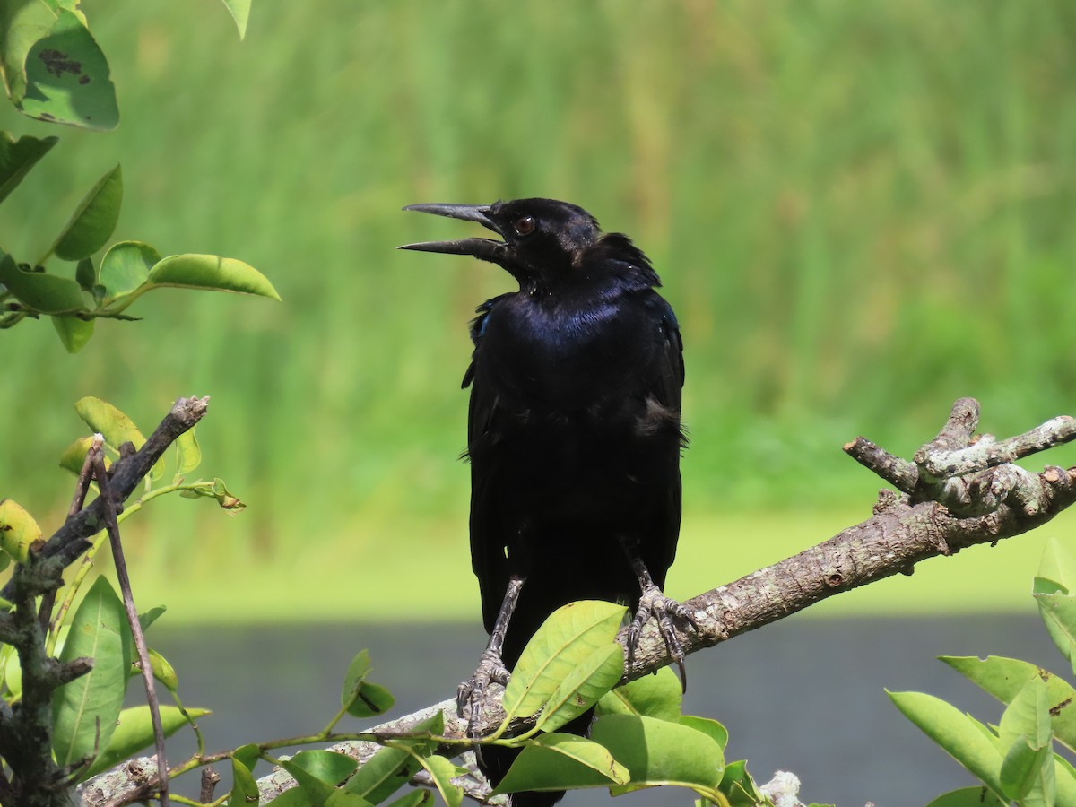 Boat-tailed Grackle - ML621821211