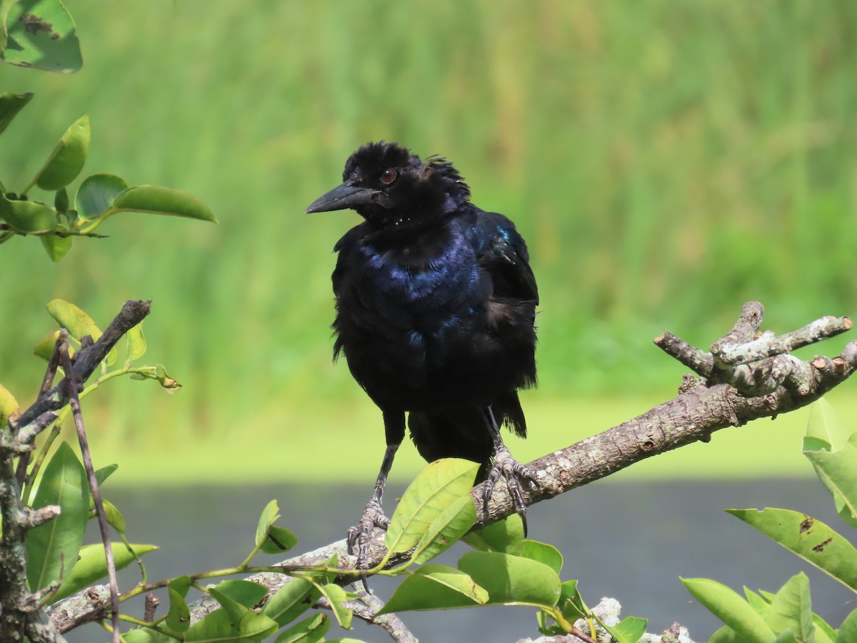 Boat-tailed Grackle - ML621821214