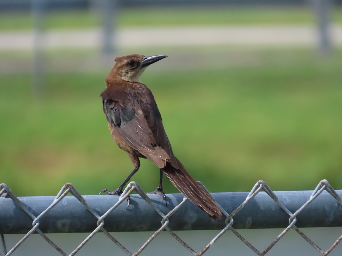 Boat-tailed Grackle - ML621821215