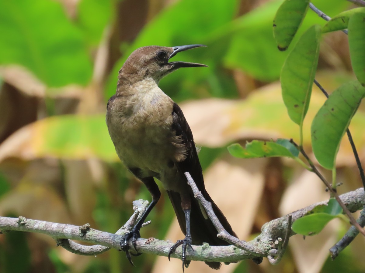 Boat-tailed Grackle - ML621821216