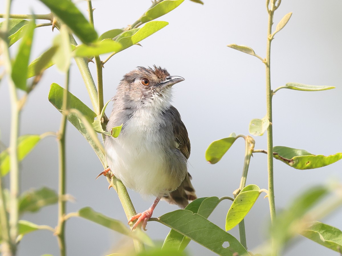 Trilling Cisticola - ML621821239