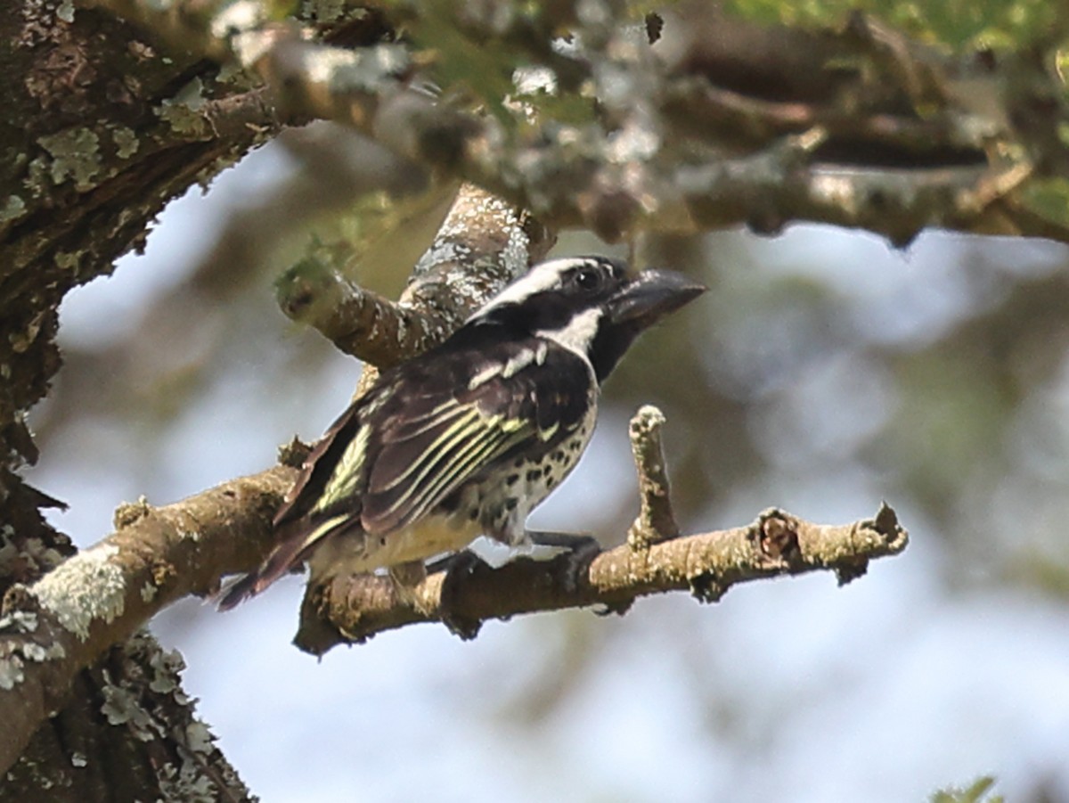 Spot-flanked Barbet - ML621821241