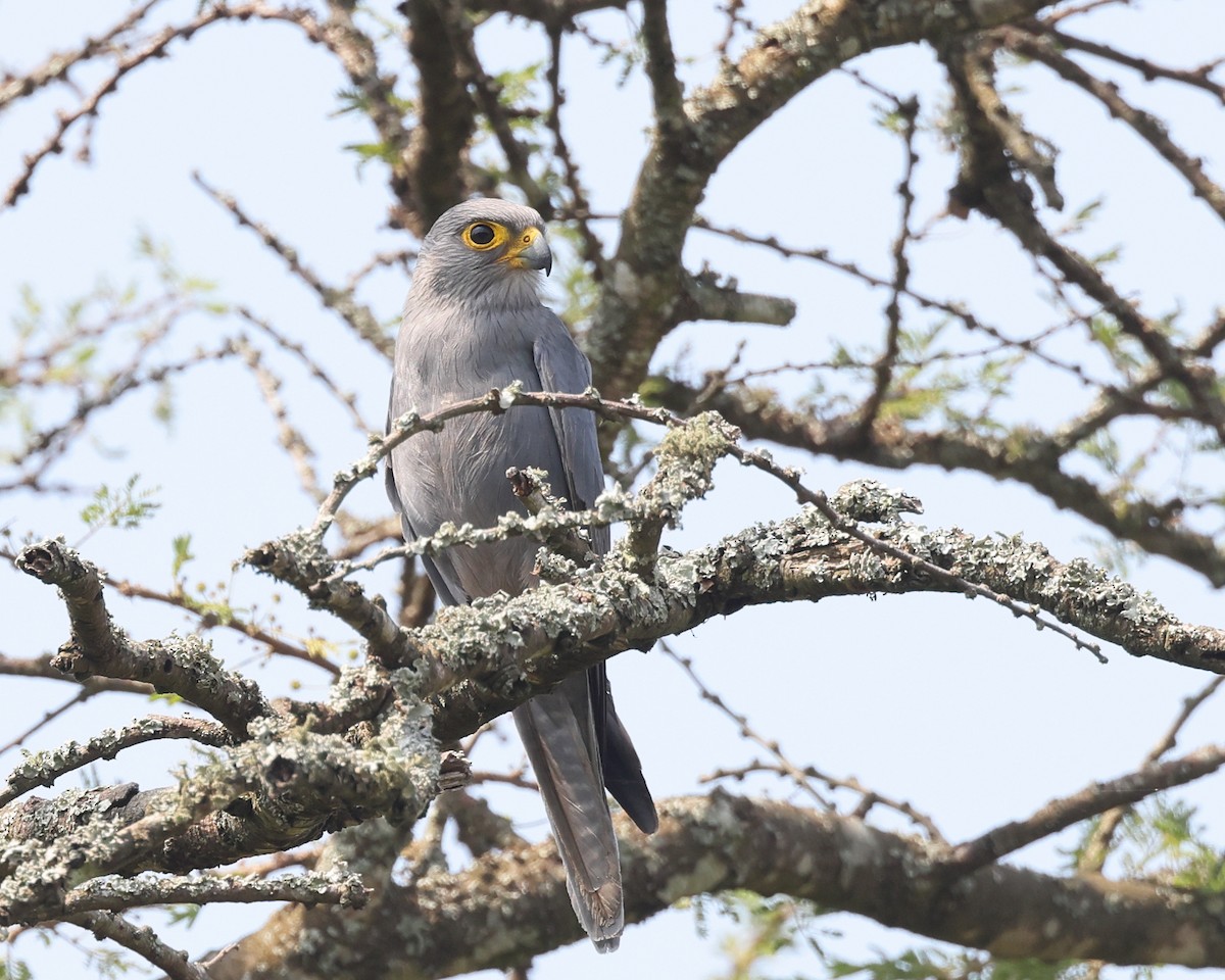 Gray Kestrel - ML621821244