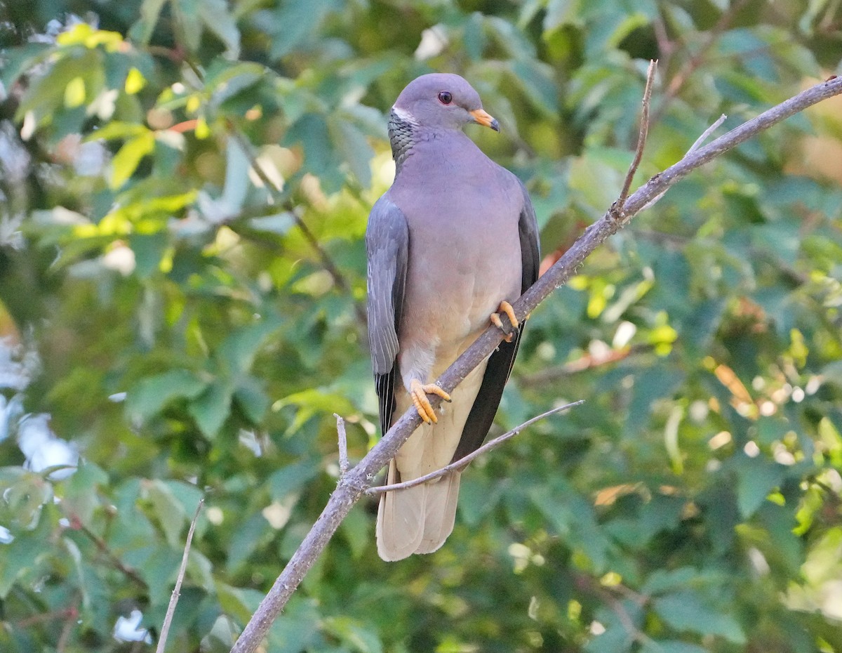 Band-tailed Pigeon - ML621821269