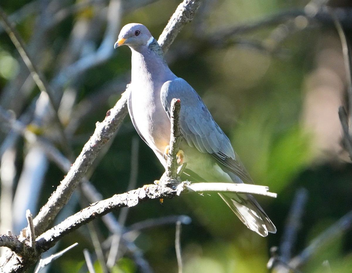 Band-tailed Pigeon - ML621821270