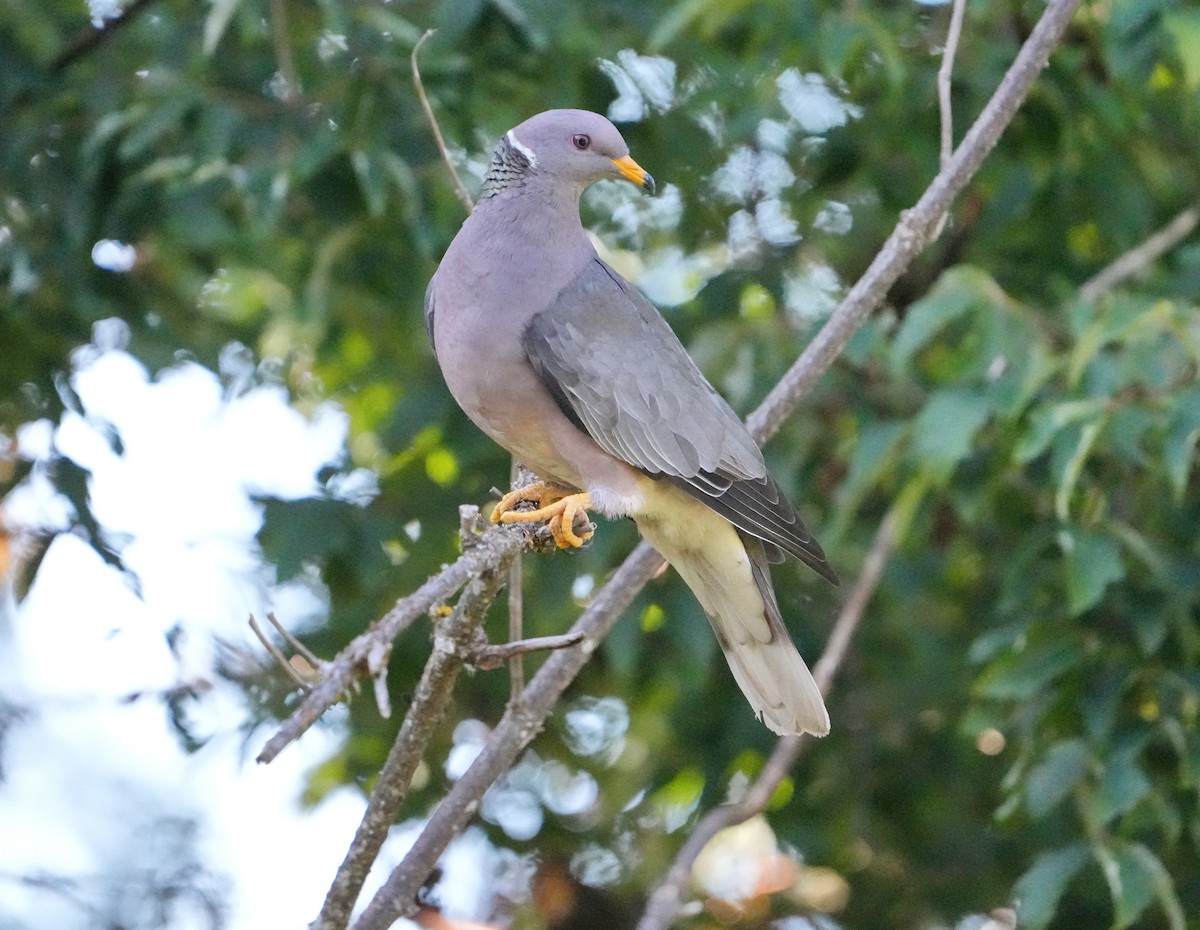 Band-tailed Pigeon - ML621821271