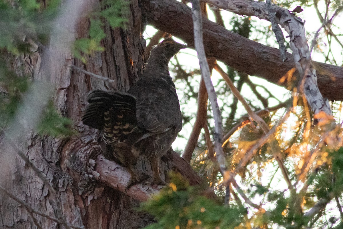 Sooty Grouse - ML621821284