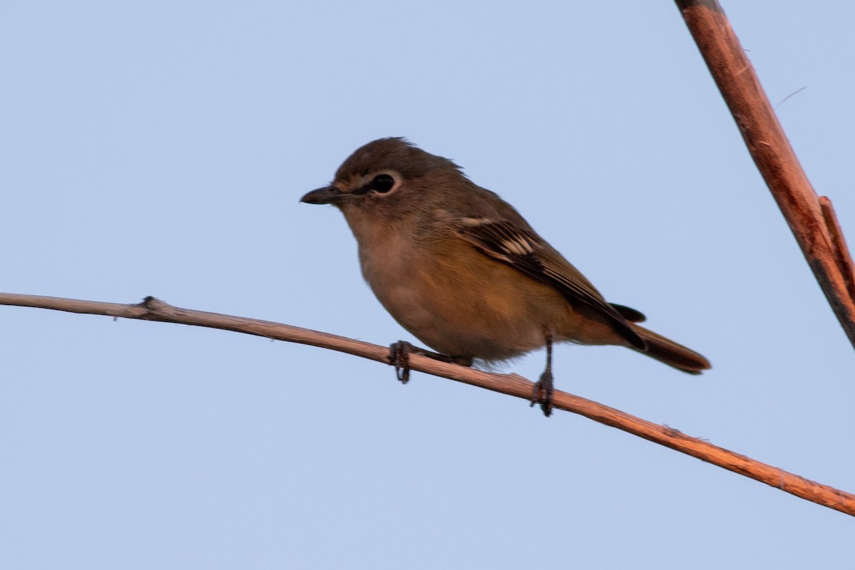 Cassin's Vireo - ML621821288