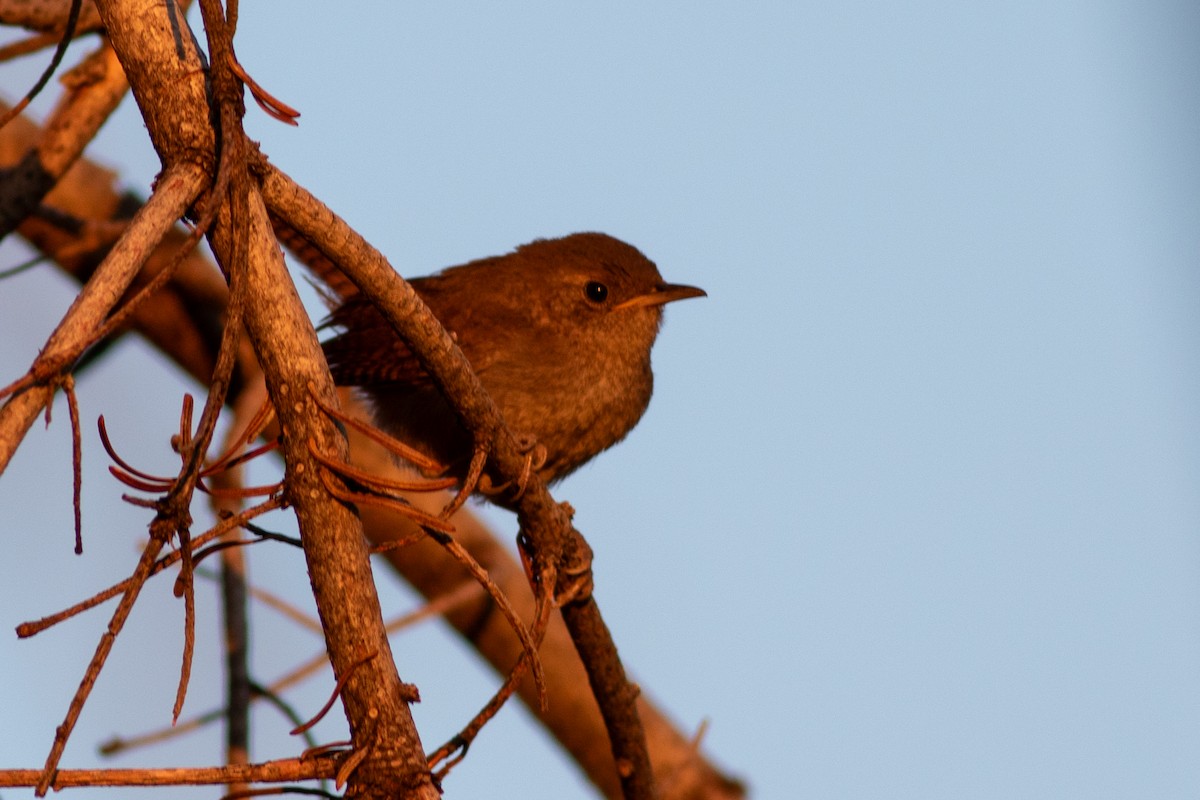 House Wren - ML621821292