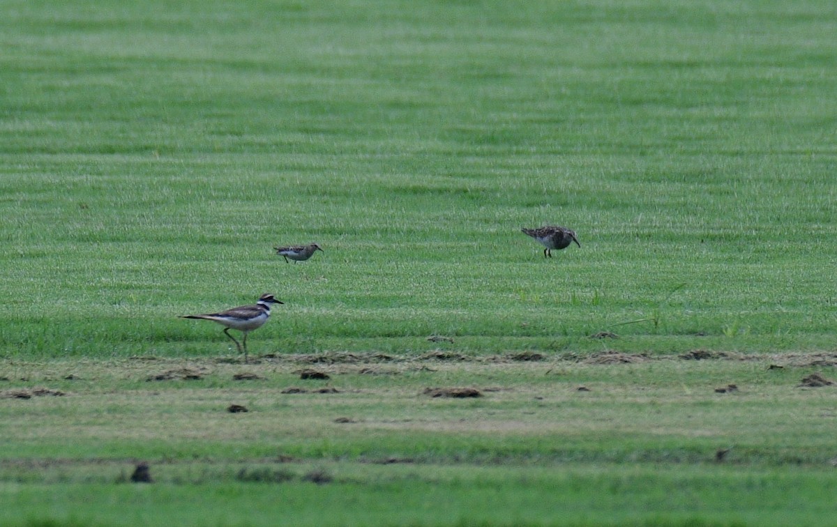 tanımsız küçük kumkuşu (Calidris sp.) - ML621821377