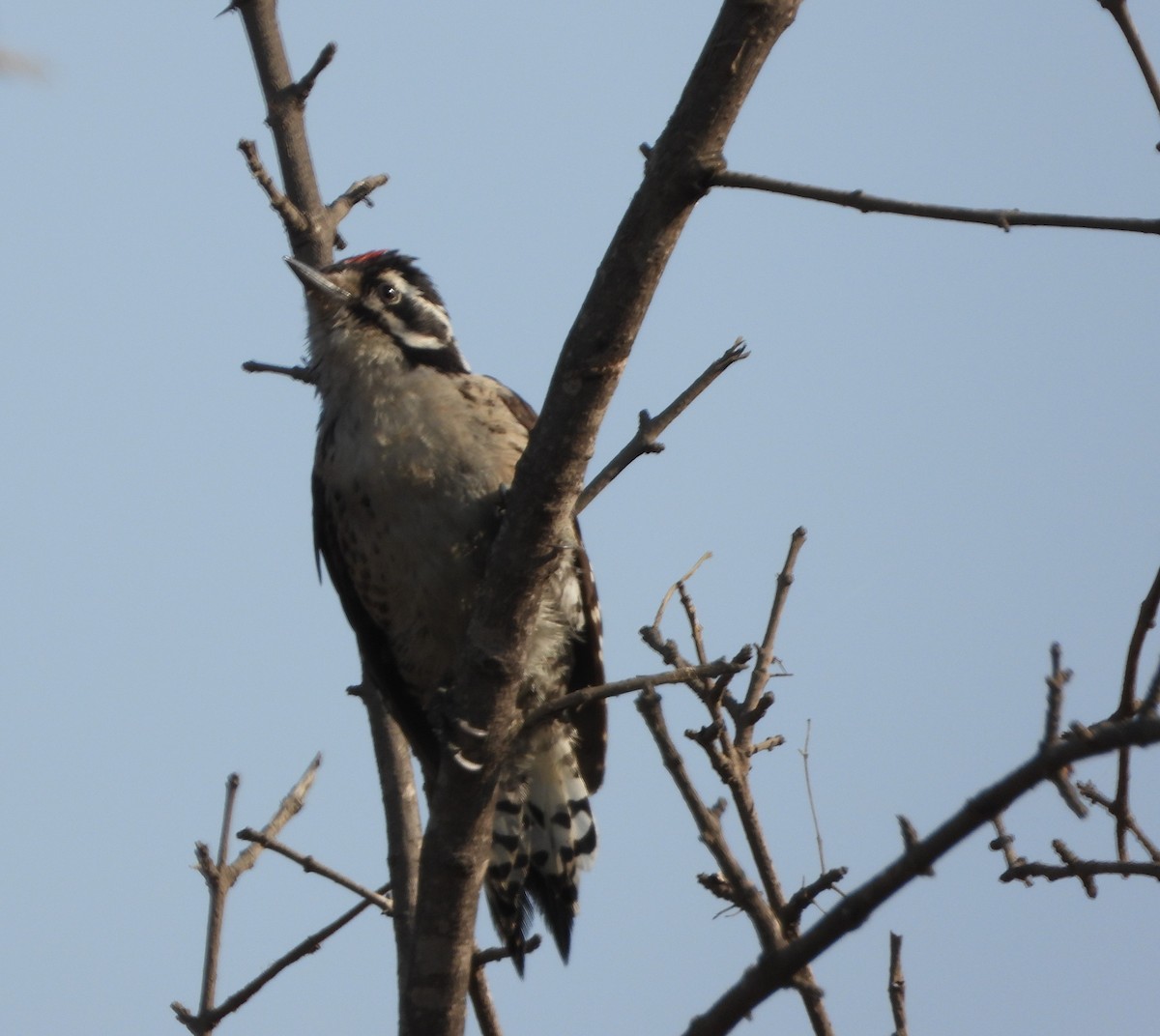 Nuttall's Woodpecker - ML621821404