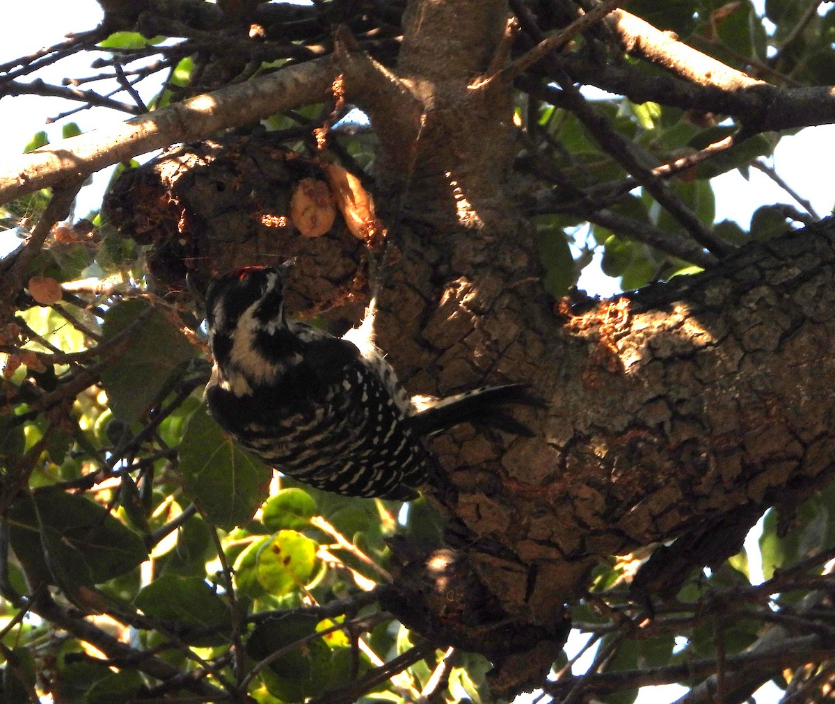 Nuttall's Woodpecker - ML621821405