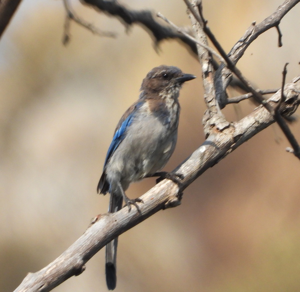 California Scrub-Jay - ML621821413