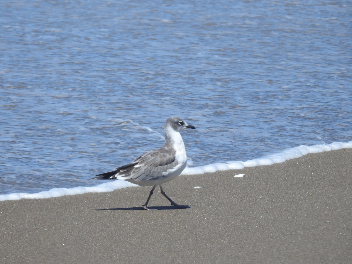 Franklin's Gull - ML621821416