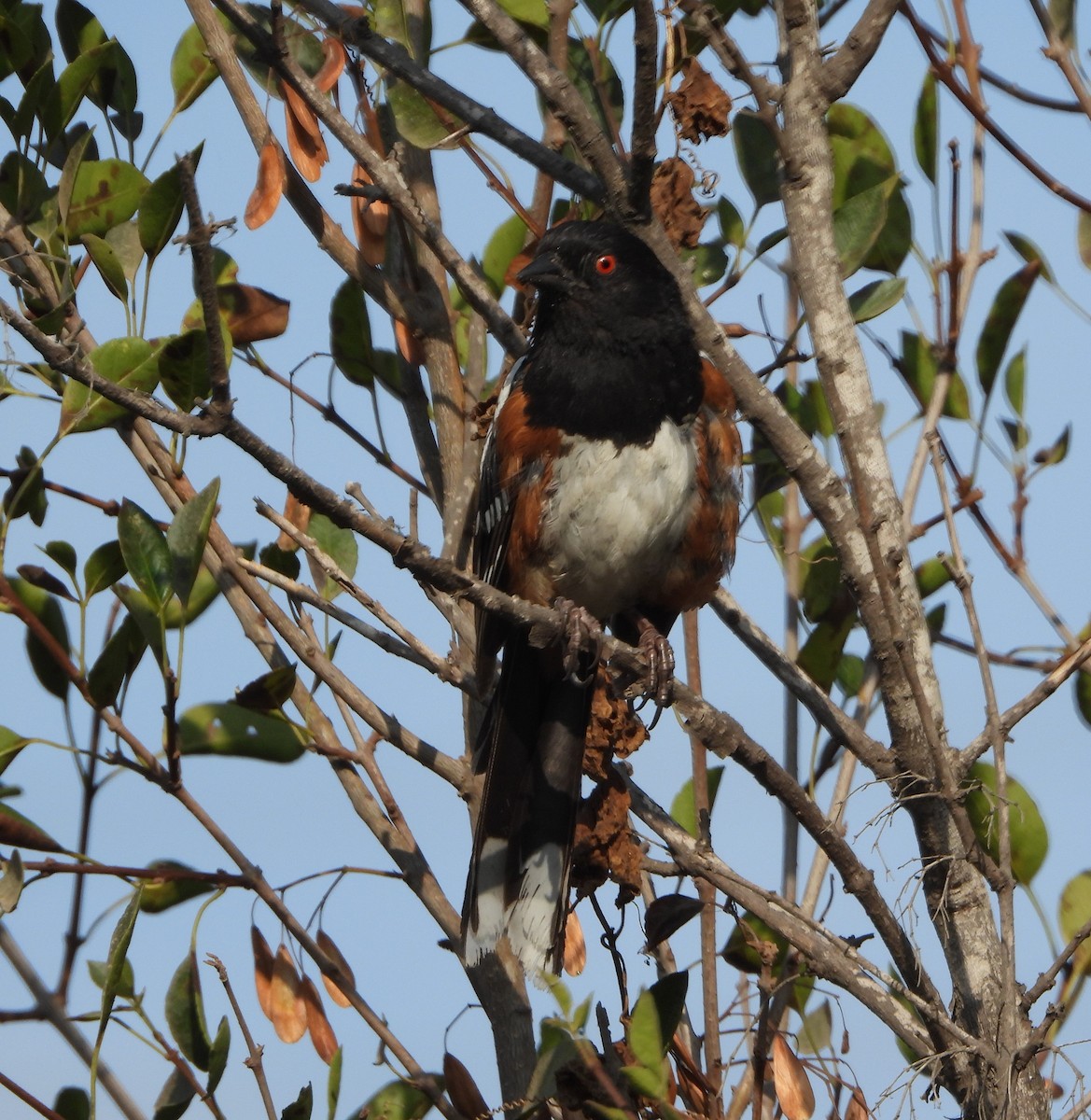 Spotted Towhee - ML621821420