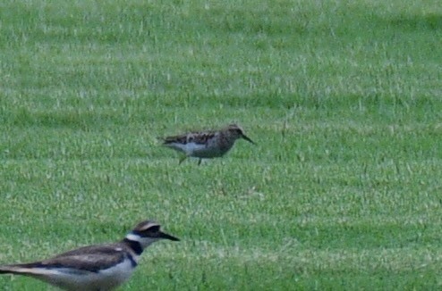 tanımsız küçük kumkuşu (Calidris sp.) - ML621821431