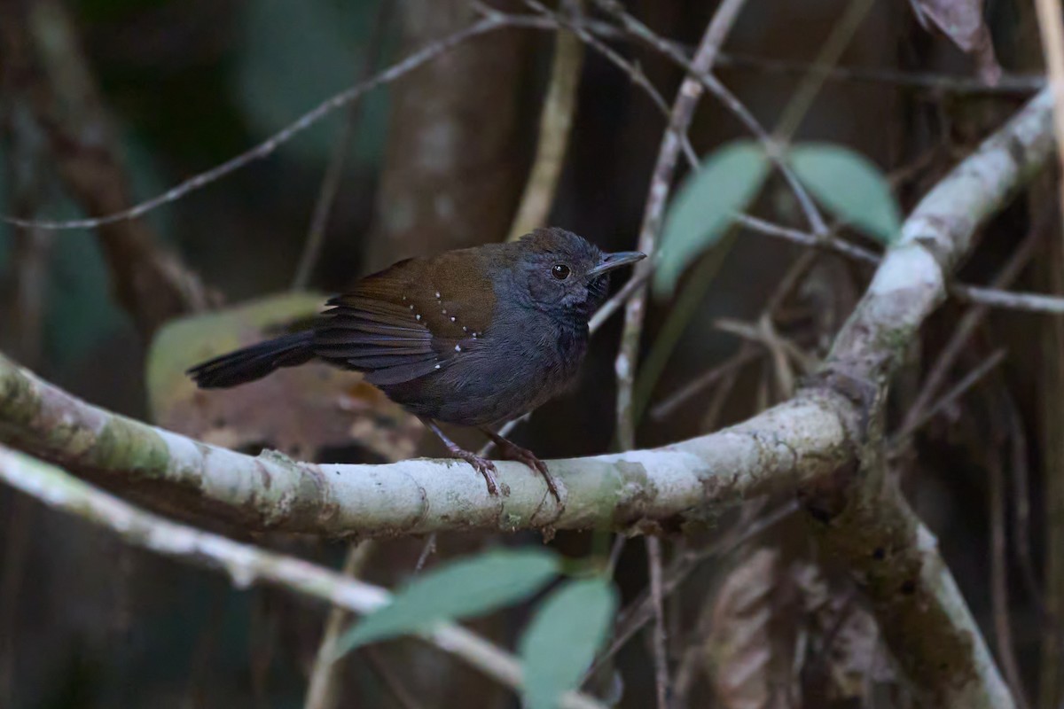 Black-throated Antbird - ML621821460