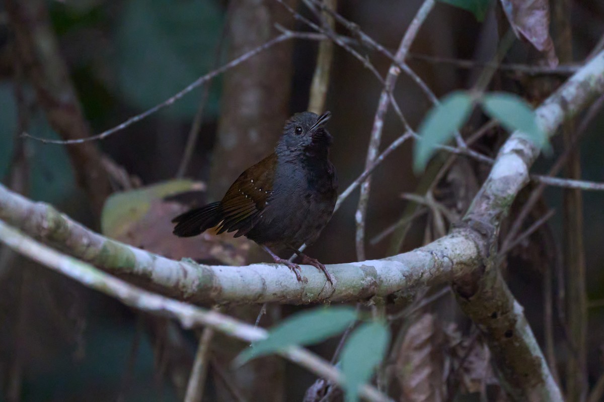 Black-throated Antbird - ML621821461