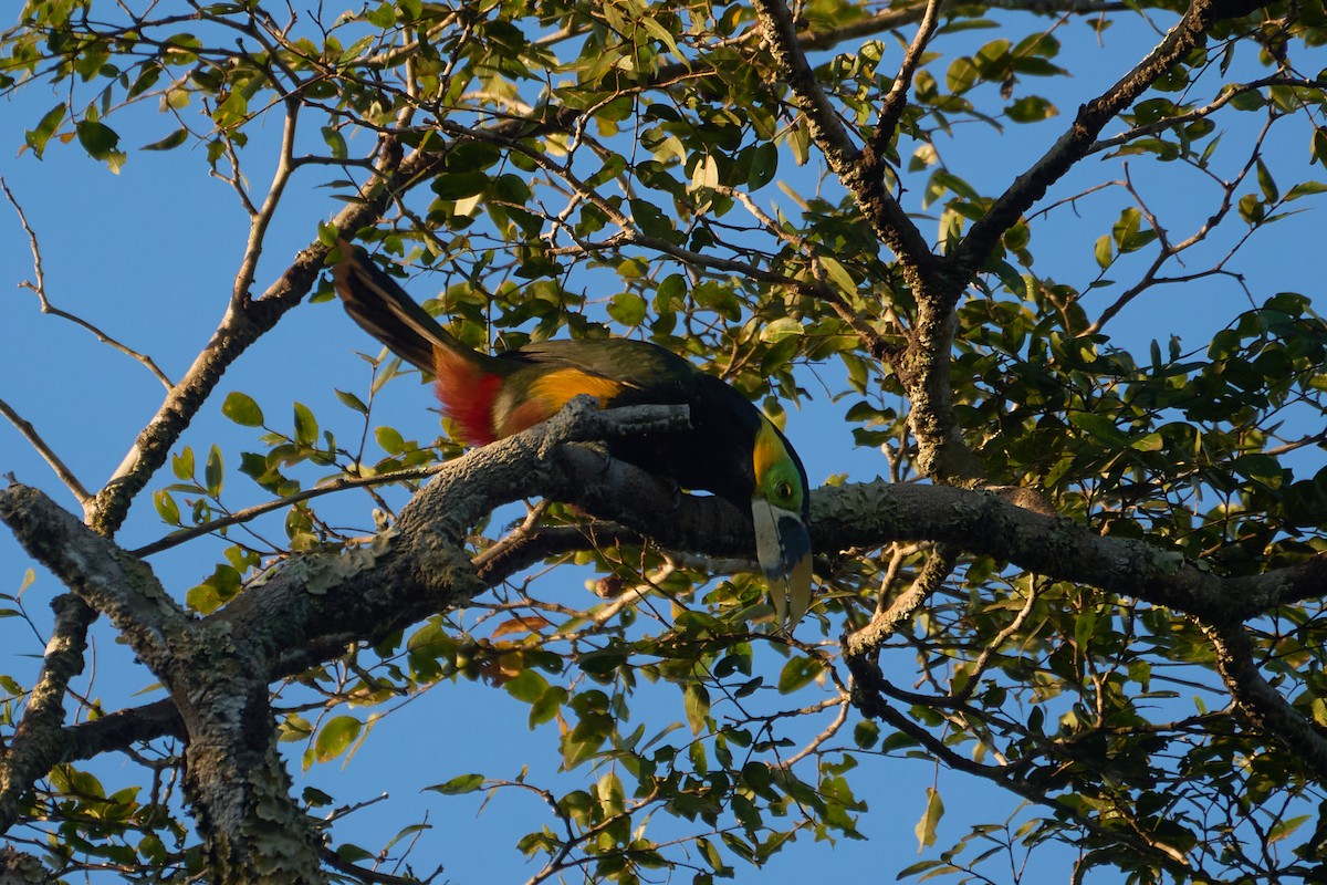 Gould's Toucanet - Daniel Alfenas