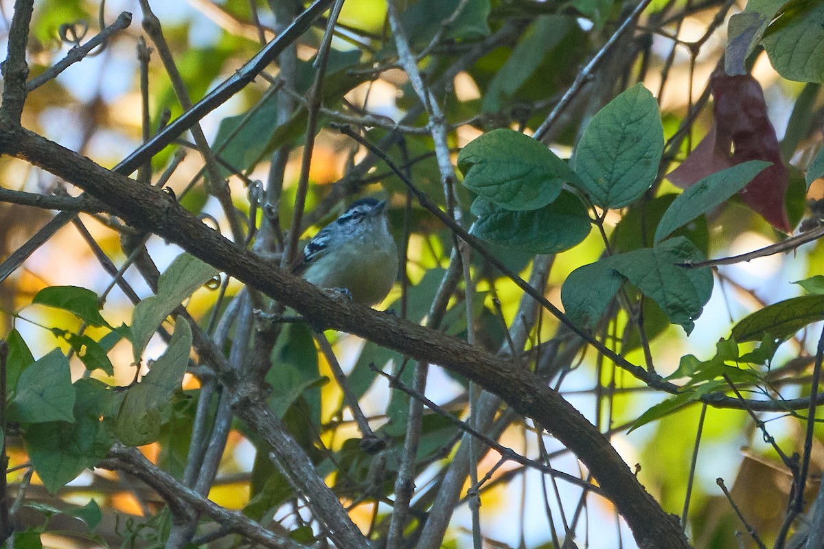 Rusty-winged Antwren - ML621821515