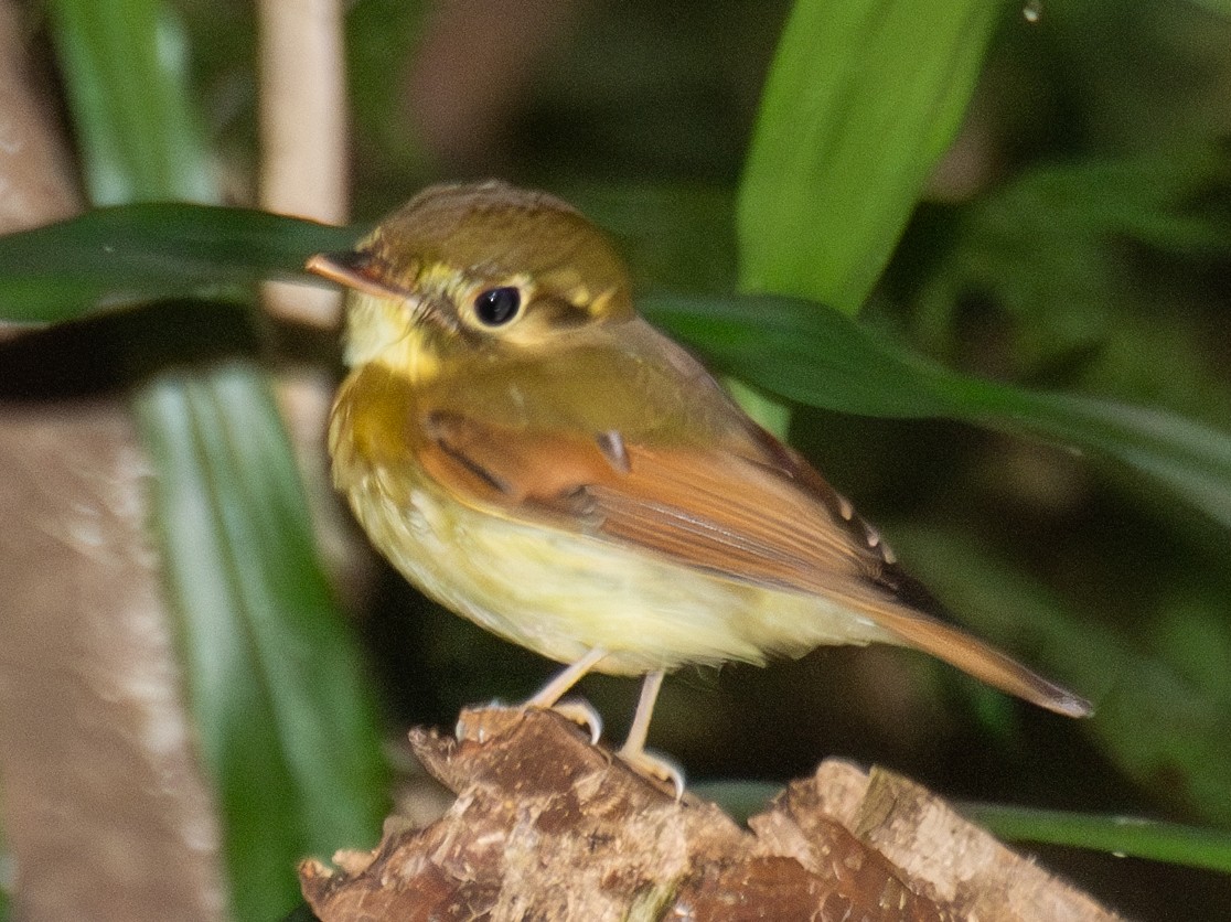 Russet-winged Spadebill - ML621821525