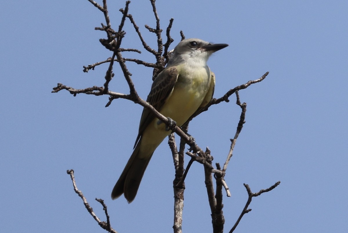 Tropical Kingbird - ML621821527