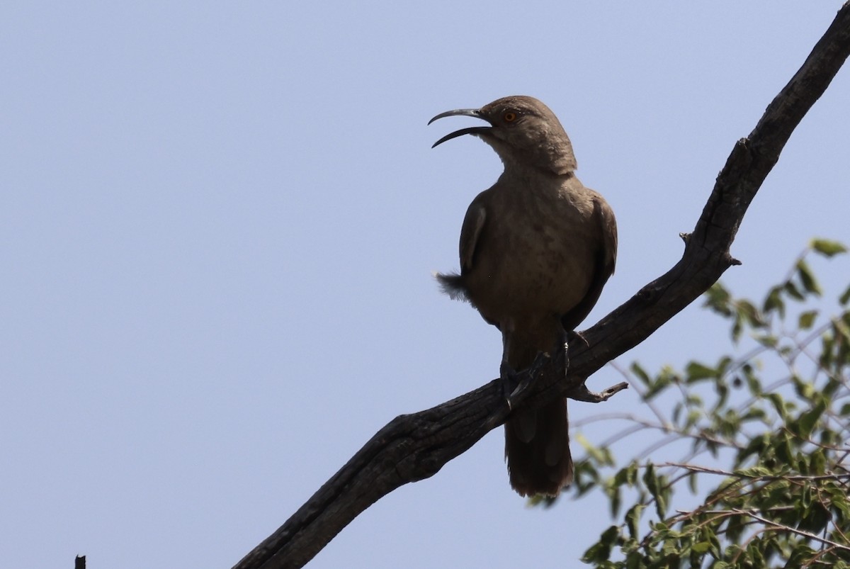 Curve-billed Thrasher - ML621821674