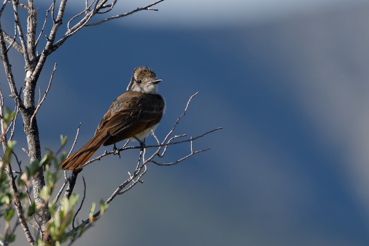 Ash-throated Flycatcher - ML621821767