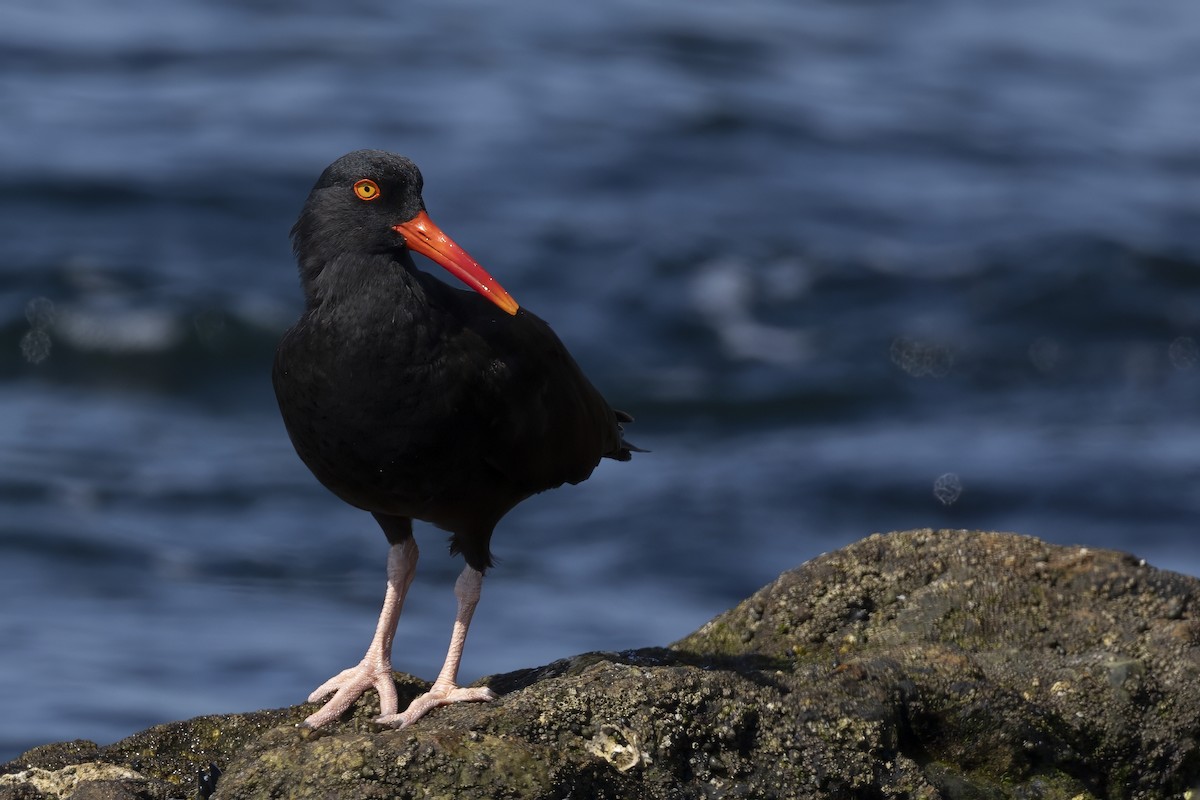 Black Oystercatcher - ML621821768