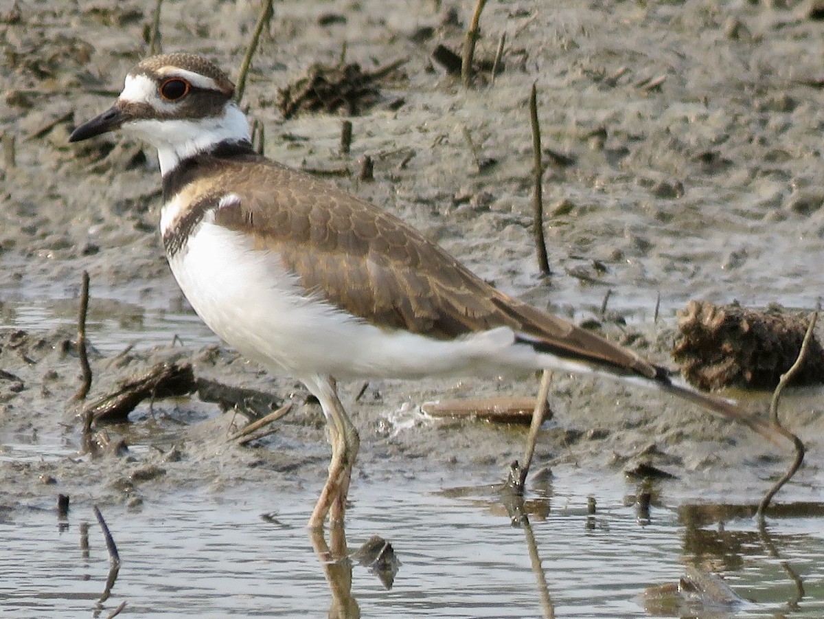 Killdeer - ML621821790