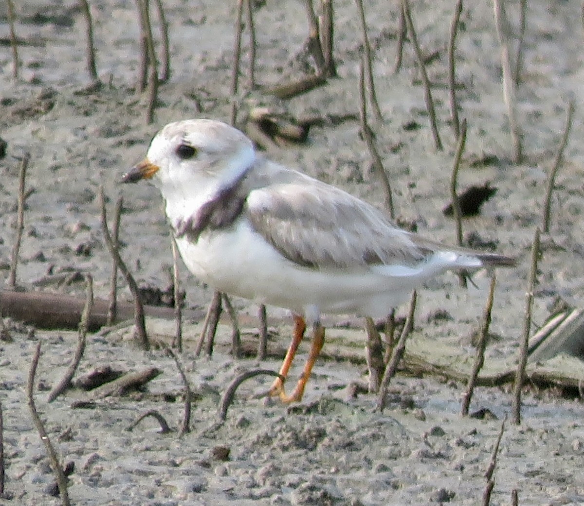 Piping Plover - ML621821792