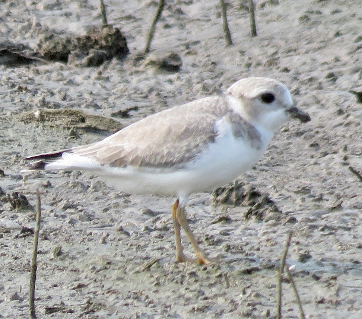 Piping Plover - ML621821793