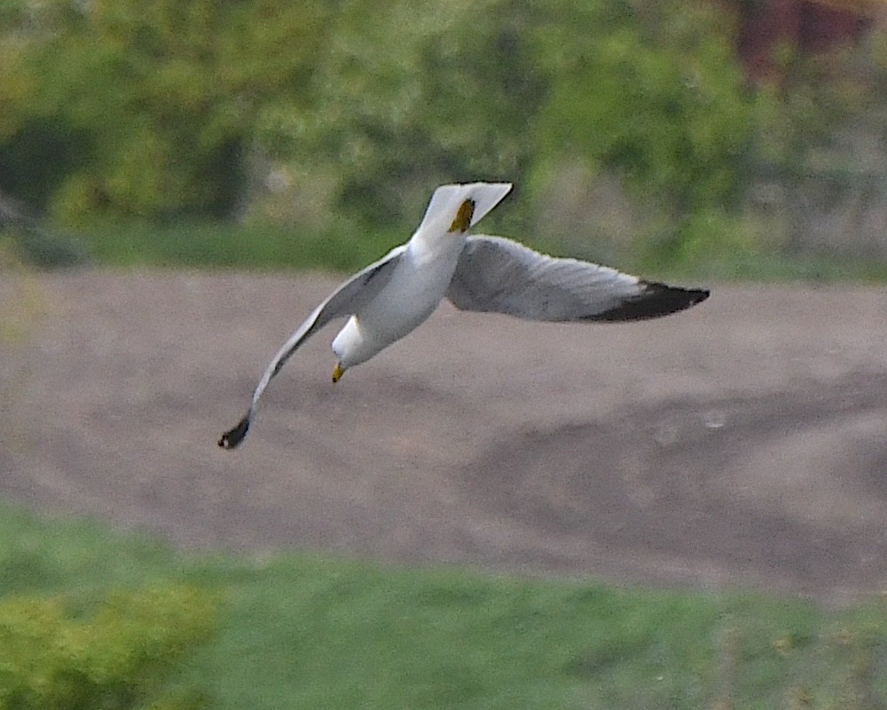 Ring-billed Gull - ML621821795