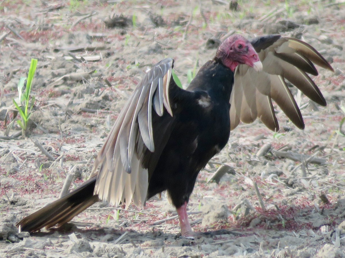 Turkey Vulture - ML621821810