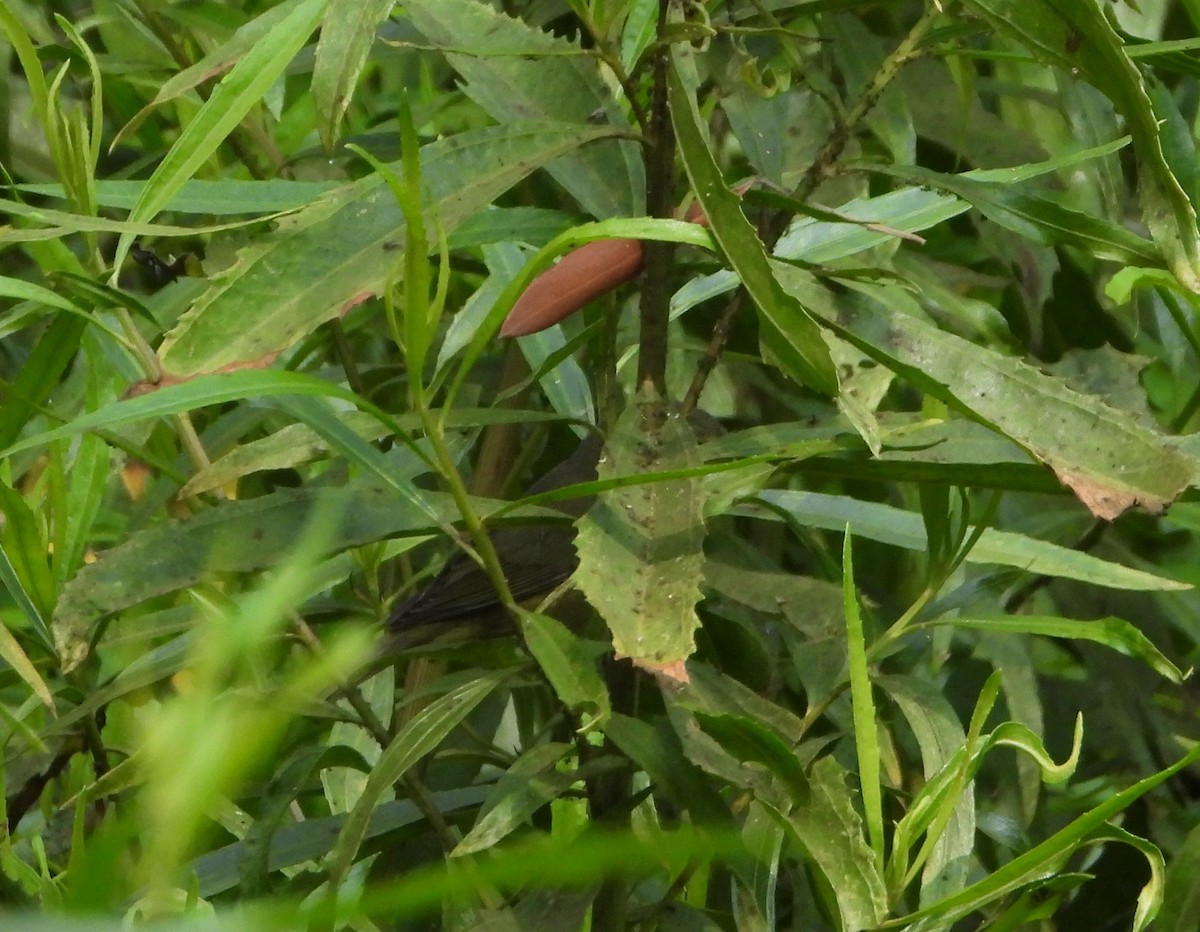 Orange-crowned Warbler - ML621821811