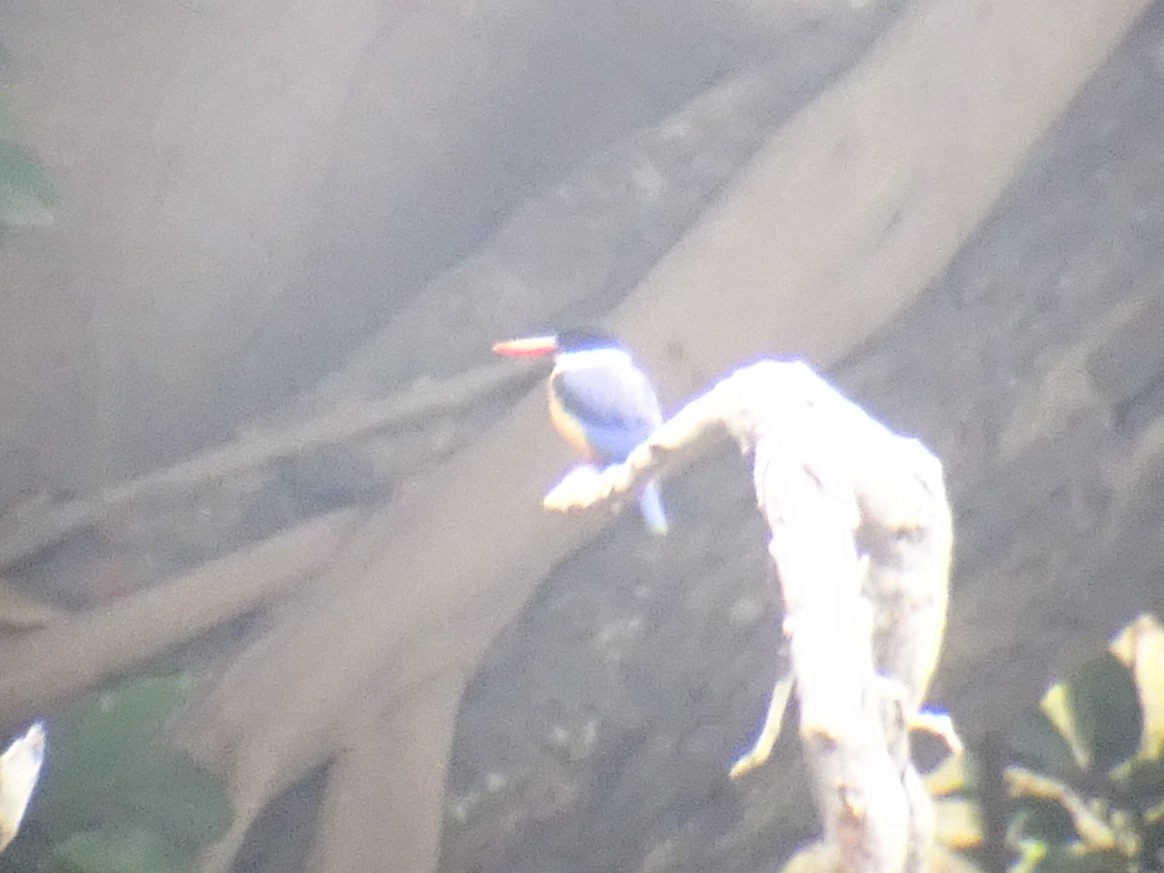 Black-capped Kingfisher - ML621821827