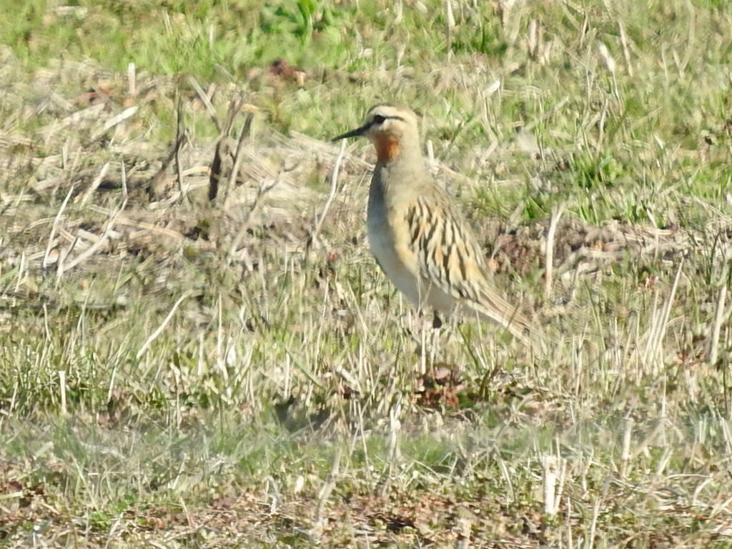 Tawny-throated Dotterel - ML621821858