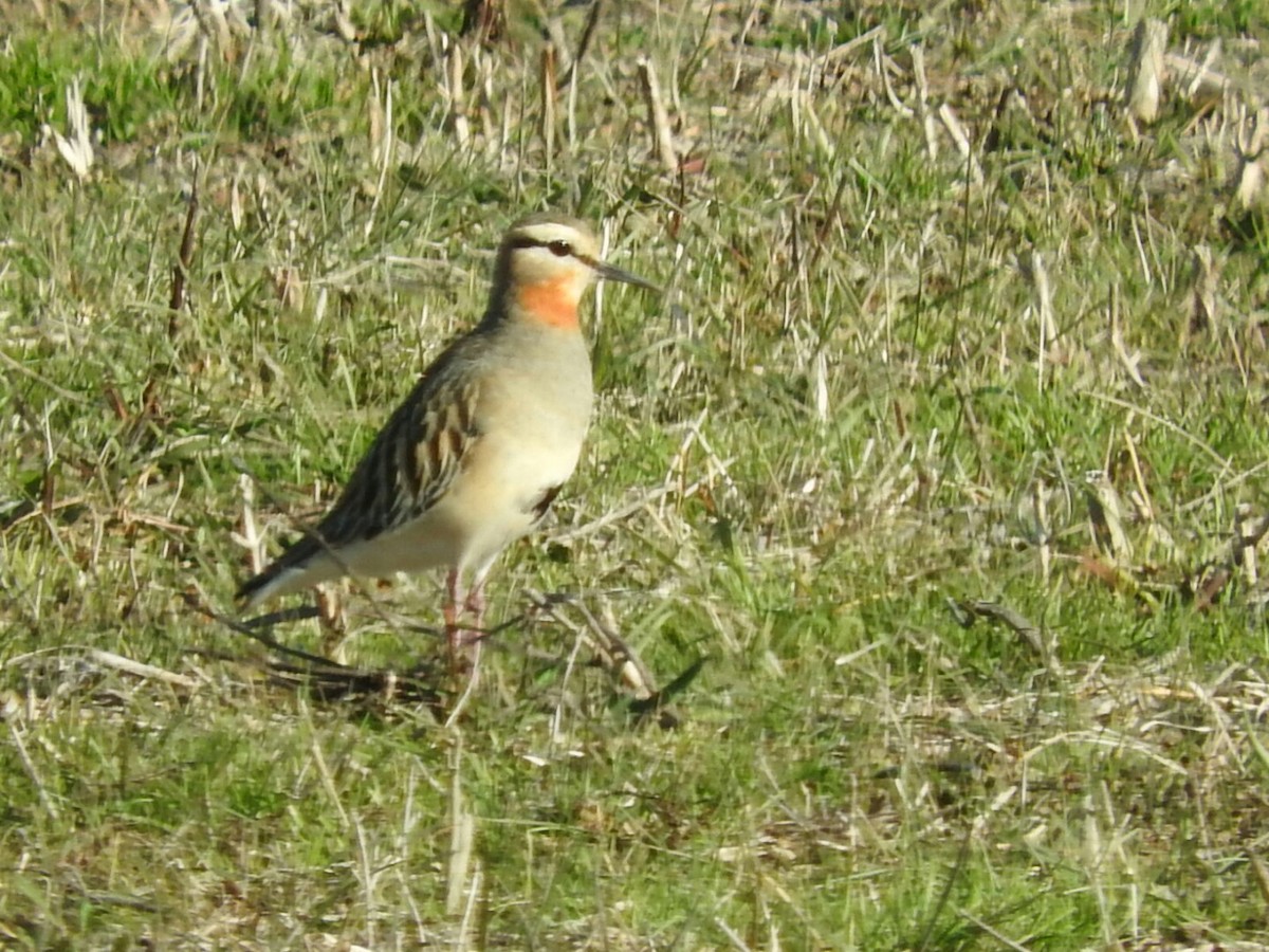 Tawny-throated Dotterel - ML621821859