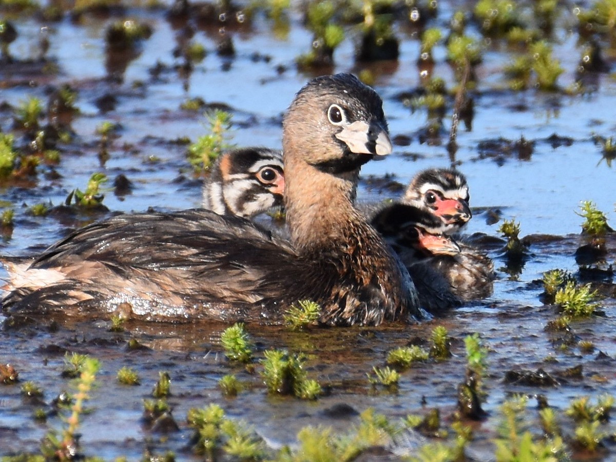 Pied-billed Grebe - ML621821868