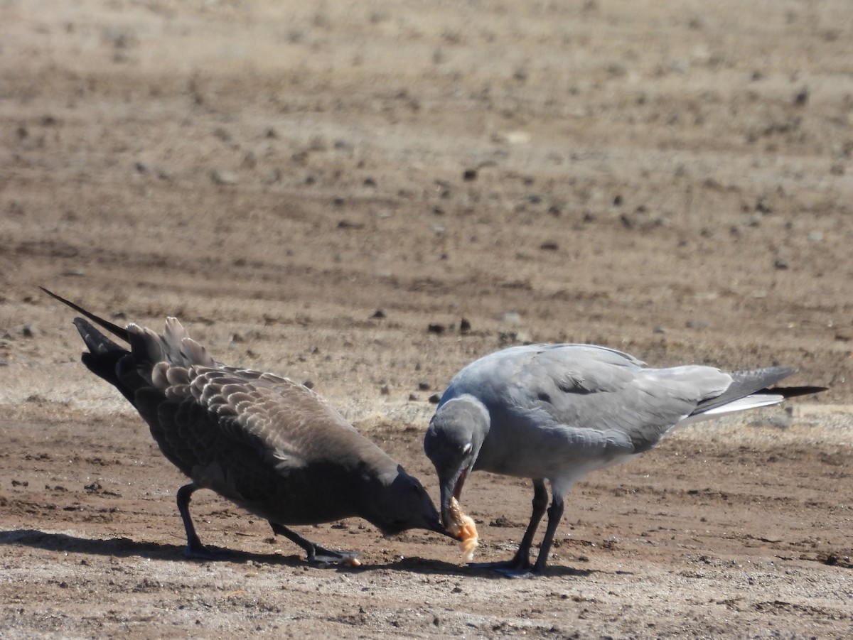 Mouette obscure - ML621821877