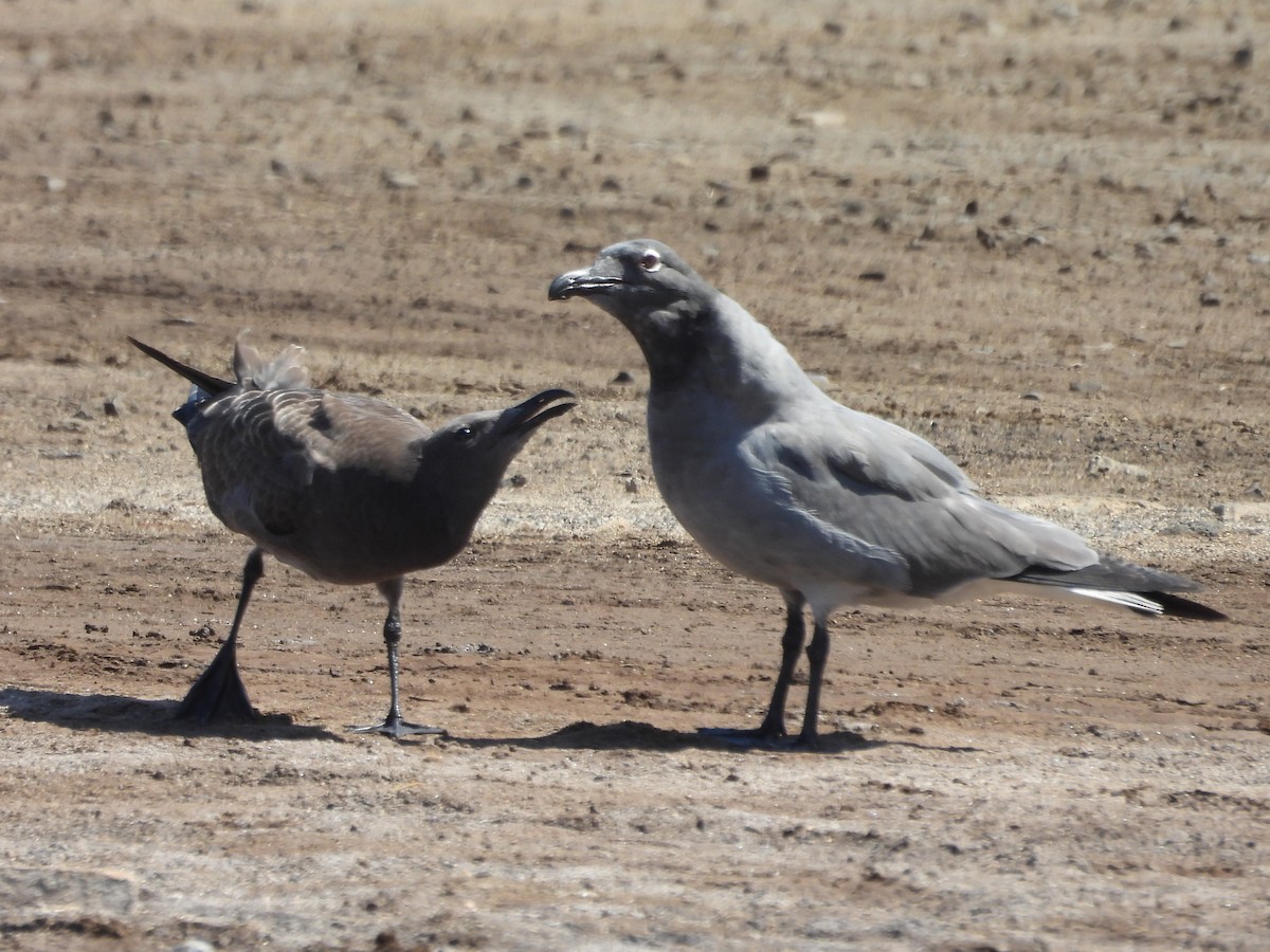 Mouette obscure - ML621821878