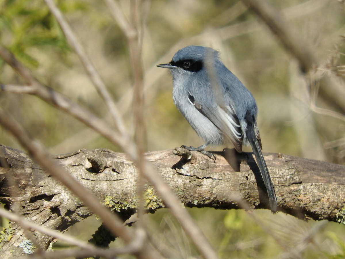 Masked Gnatcatcher - ML621821883