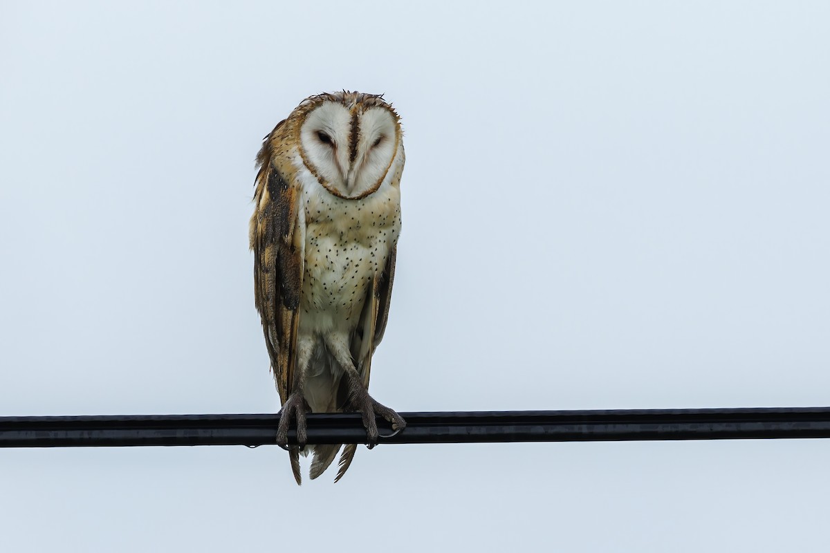 Barn Owl (American) - ML621821893