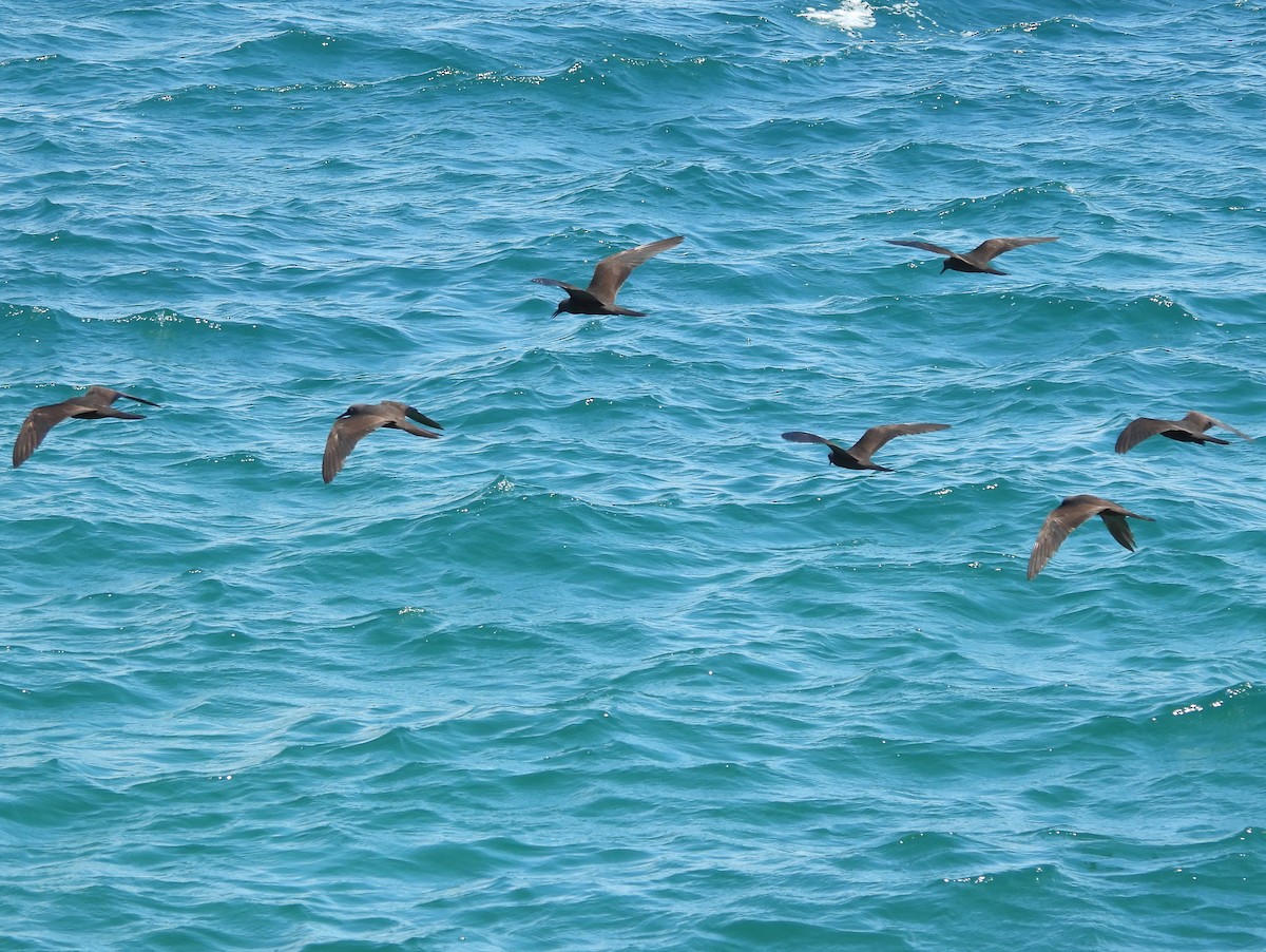 Brown Noddy - ML621821895