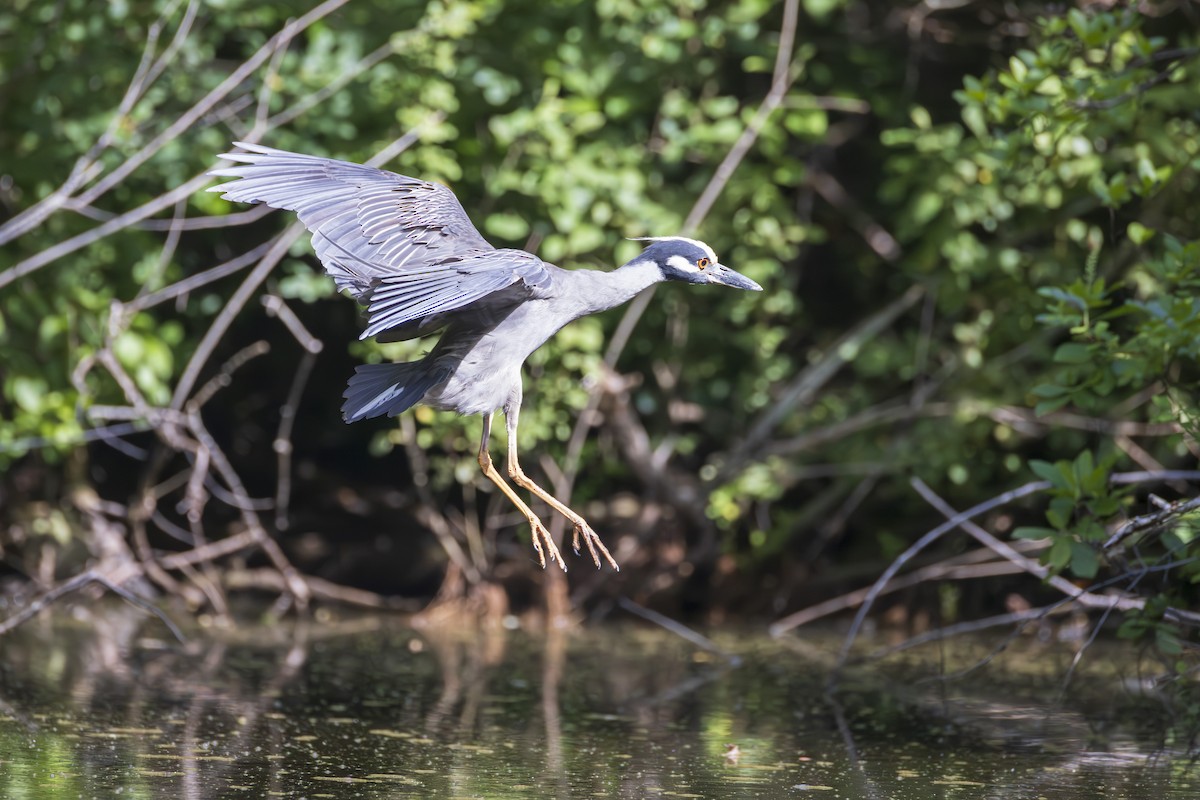 Yellow-crowned Night Heron - ML621821896