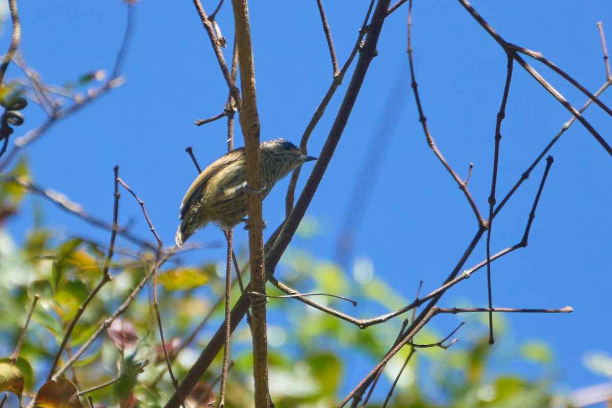 Bar-breasted Piculet - ML621821910