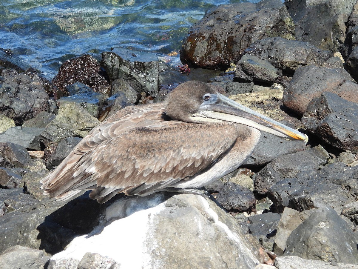 Pelícano Pardo (Galápagos) - ML621821917