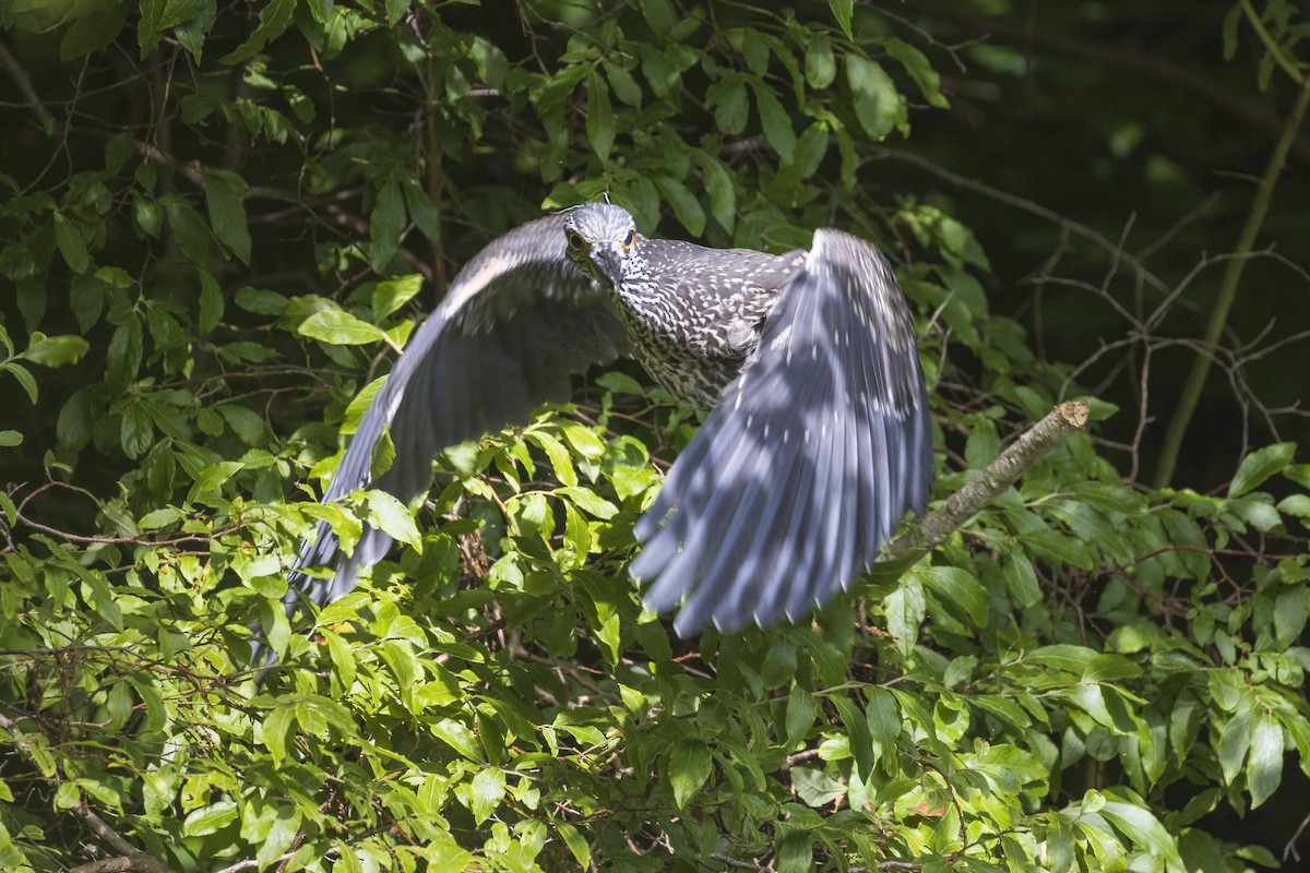 Yellow-crowned Night Heron - ML621821928